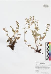 Potentilla argentea L., Eastern Europe, Central region (E4) (Russia)