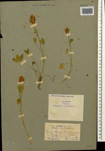 Trifolium ambiguum M.Bieb., Caucasus, Armenia (K5) (Armenia)