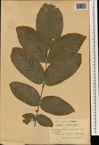 Juglans regia L., South Asia, South Asia (Asia outside ex-Soviet states and Mongolia) (ASIA) (China)