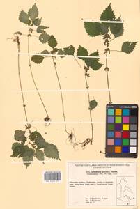 Achudemia japonica Maxim., Siberia, Russian Far East (S6) (Russia)