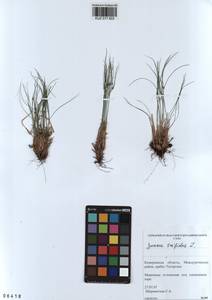 Oreojuncus trifidus (L.) Záv. Drábk. & Kirschner, Siberia, Altai & Sayany Mountains (S2) (Russia)