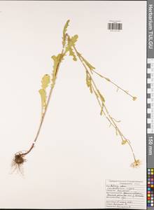 Leucanthemum vulgare Lam., Eastern Europe, Central region (E4) (Russia)