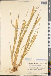 Setaria pumila (Poir.) Roem. & Schult., Eastern Europe, North Ukrainian region (E11) (Ukraine)
