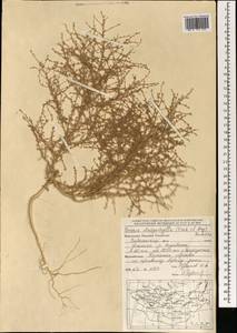 Grubovia dasyphylla (Fisch. & C. A. Mey.) Freitag & G. Kadereit, Mongolia (MONG) (Mongolia)