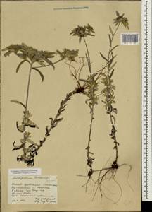 Leontopodium dedekensii (Bureau & Franch.) Beauverd, South Asia, South Asia (Asia outside ex-Soviet states and Mongolia) (ASIA) (China)