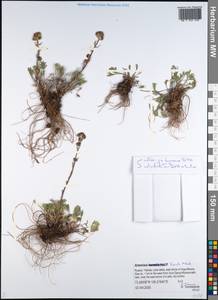 Artemisia furcata M. Bieb., Siberia, Yakutia (S5) (Russia)