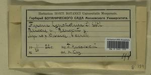 Funaria hygrometrica Hedw., Bryophytes, Bryophytes - Permsky Krai, Udmurt Republic, Sverdlovsk & Kirov Oblasts (B8) (Russia)