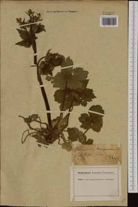 Ranunculus lanuginosus L., Western Europe (EUR) (Germany)