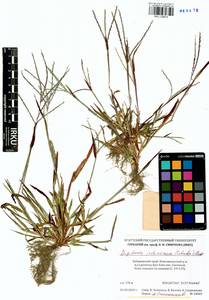 Digitaria ischaemum (Schreb.) Muhl., Siberia, Russian Far East (S6) (Russia)