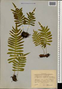 Polypodium cambricum L., Caucasus, Georgia (K4) (Georgia)