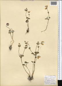 Anemone petiolulosa Juz., Middle Asia, Kopet Dag, Badkhyz, Small & Great Balkhan (M1) (Turkmenistan)