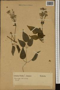 Clematis vitalba L., Western Europe (EUR) (Germany)