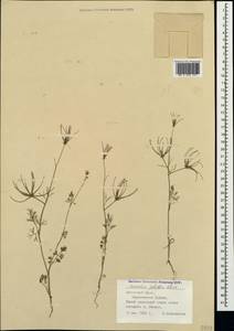 Scandix australis L., Crimea (KRYM) (Russia)
