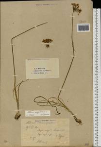 Allium angulosum L., Eastern Europe, Eastern region (E10) (Russia)