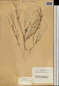 Polygonum patulum subsp. patulum, Siberia, Altai & Sayany Mountains (S2) (Russia)