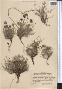 Oxytropis trajectorum B.Fedtsch., Middle Asia, Western Tian Shan & Karatau (M3) (Uzbekistan)