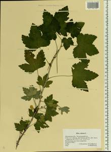 Ribes rubrum L., Eastern Europe, Central forest-and-steppe region (E6) (Russia)