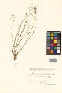 Arabidopsis lyrata subsp. kamchatica (Fisch. ex DC.) O'Kane & Al-Shehbaz, Siberia, Chukotka & Kamchatka (S7) (Russia)