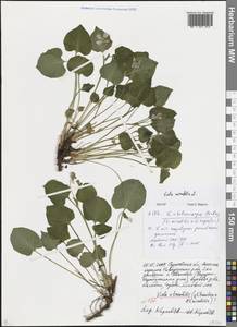 Viola mirabilis L., Eastern Europe, Lower Volga region (E9) (Russia)