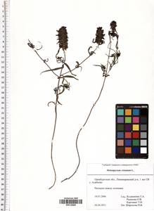 Melampyrum cristatum L., Eastern Europe, Eastern region (E10) (Russia)