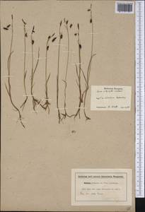 Carex atrofusca Schkuhr, America (AMER) (Canada)