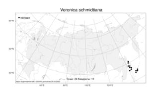 Veronica schmidtiana Regel, Atlas of the Russian Flora (FLORUS) (Russia)