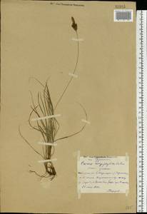 Carex caryophyllea Latourr., Eastern Europe, Central forest region (E5) (Russia)