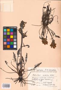 MHA 0 162 318, Pedicularis sudetica, Eastern Europe, Northern region (E1) (Russia)