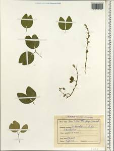 Pithecellobium dulce (Roxb.)Benth., South Asia, South Asia (Asia outside ex-Soviet states and Mongolia) (ASIA) (India)