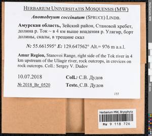 Anomobryum concinnatum (Spruce) A. Jaeger, Bryophytes, Bryophytes - Russian Far East (excl. Chukotka & Kamchatka) (B20) (Russia)