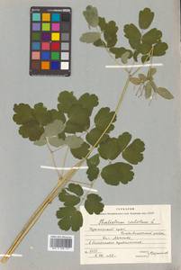 Thalictrum aquilegiifolium subsp. aquilegiifolium, Siberia, Russian Far East (S6) (Russia)