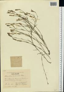 Dianthus carbonatus Klokov, Eastern Europe, Moldova (E13a) (Moldova)