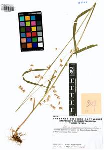 Melica turczaninowiana Ohwi, Siberia, Baikal & Transbaikal region (S4) (Russia)