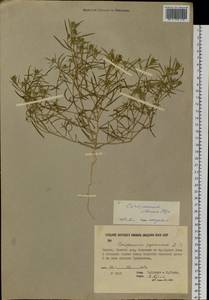 Corispermum sibiricum Iljin, Siberia, Yakutia (S5) (Russia)