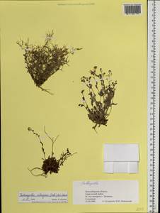 Eutrema salsugineum (Pall.) Al-Shehbaz & S.I.Warwick, Siberia, Western Siberia (S1) (Russia)