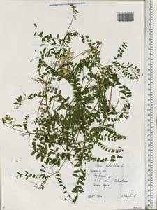 Vicia sylvatica L., Eastern Europe, Central region (E4) (Russia)