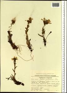 Tephroseris kjellmanii (A. E. Porsild) Holub, Siberia, Chukotka & Kamchatka (S7) (Russia)