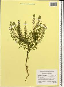 Lepidium virginicum L., Caucasus, Krasnodar Krai & Adygea (K1a) (Russia)
