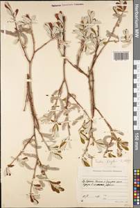 Salix krylovii E.L.Wolf, Siberia, Yakutia (S5) (Russia)