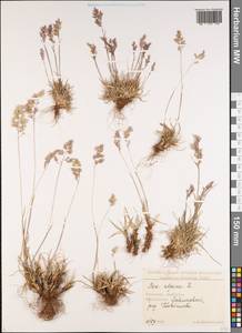 Poa alpina L., Caucasus, Georgia (K4) (Georgia)