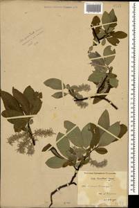 Salix kusnetzowii Lacksch. ex Görz, Caucasus, Stavropol Krai, Karachay-Cherkessia & Kabardino-Balkaria (K1b) (Russia)
