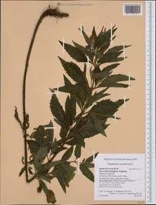 Eupatorium cannabinum L., Western Europe (EUR) (United Kingdom)