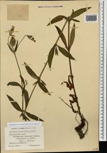 Silene latifolia subsp. latifolia, Caucasus, Black Sea Shore (from Novorossiysk to Adler) (K3) (Russia)