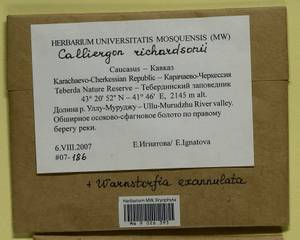 Calliergon richardsonii (Mitt.) Kindb. ex G. Roth, Bryophytes, Bryophytes - North Caucasus & Ciscaucasia (B12) (Russia)