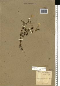 Ranunculus circinatus Sibth., Eastern Europe, North Ukrainian region (E11) (Ukraine)