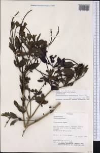 Stachytarpheta cayennensis (Rich.) Vahl, America (AMER) (Paraguay)