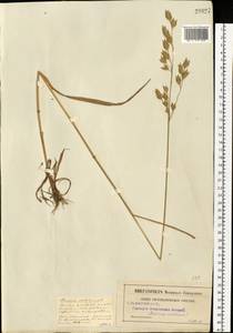 Bromus secalinus L., Eastern Europe, Moscow region (E4a) (Russia)