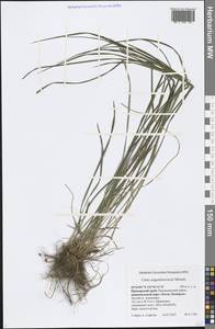 Carex augustinowiczii Meinsh., Siberia, Russian Far East (S6) (Russia)