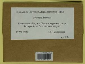 Grimmia anomala Hampe ex Schimp., Bryophytes, Bryophytes - Chukotka & Kamchatka (B21) (Russia)