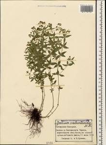 Galium valantioides M.Bieb., Caucasus, Stavropol Krai, Karachay-Cherkessia & Kabardino-Balkaria (K1b) (Russia)